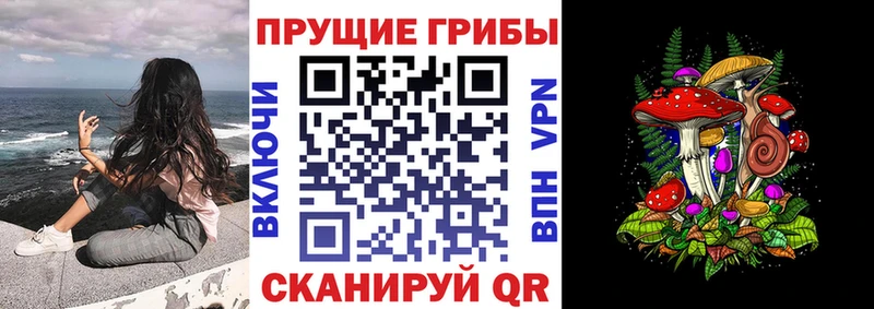 купить  цена  Кингисепп  kraken ONION  Галлюциногенные грибы MAGIC MUSHROOMS 